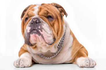 Obraz premium English bulldog on the white background