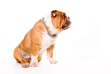 Obraz premium Profile portrait of english bulldog on the white background