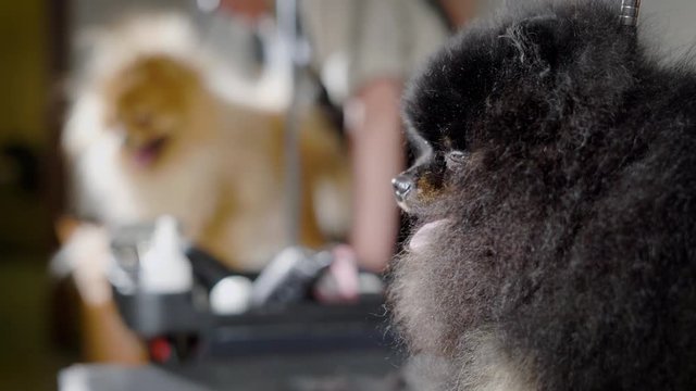 black and light pomeranian spitz dogs are on a procedures in a professional grooming salon before dog show