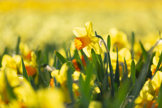 Incredibly beautiful spring scene with blooming daffodisl with a blurred background