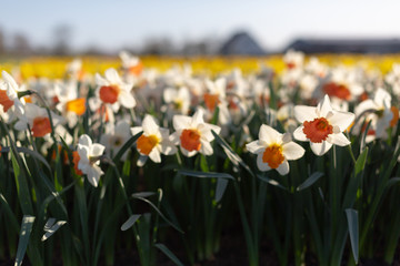 Famous Dutch flower fields during flowering white and yellow daffodils. Close-up