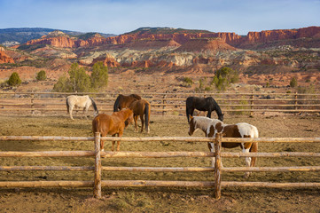 Trail Horses Ready for a Ride in the Capitol Reef National Park, Utah. Utah. Trail rides are a popular form of recreation in this stunningly beautiful area of the American Southwest.