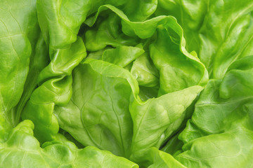 Frischer Kopfsalat - Lactuca sativa, Nahaufnahme