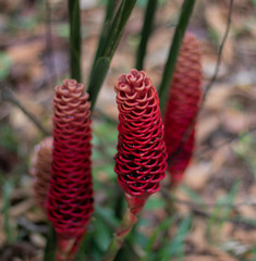 perfume ginger flower costa rica group