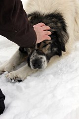Hand petting romanian sheppard dog's head
