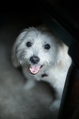 White poodle / schnoodle dog looking up and begging from under table
