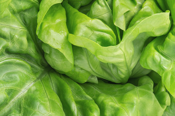 Fototapeta na wymiar Grüner Salat frisch makro. Gemüse Salat grün. Gesunde Ernährung, Nahaufnahme