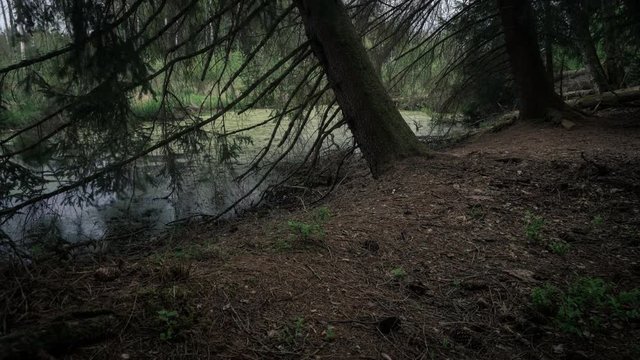 Gr&uuml;ner Wald im Fr&uuml;hling 4K Zeitraffer
