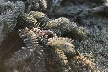cut off spruce branches with green frost-covered d grass with dew on a sunny winter morning