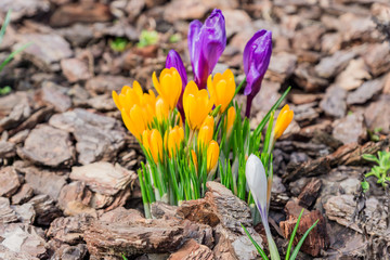 Colorful purple, yellow and white crocus flowers blooming on a sunny Spring day in the garden