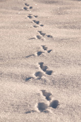 Hasenspuren im Schnee