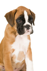 Obraz premium Boxerwelpe