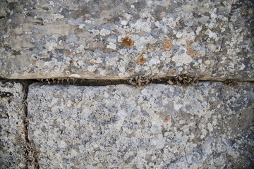 lichen growing on ancient stone wall