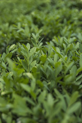 green grass, blurred background