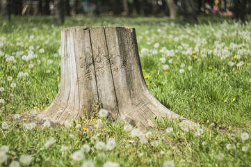 Fototapeta premium sawn wood, blurred background
