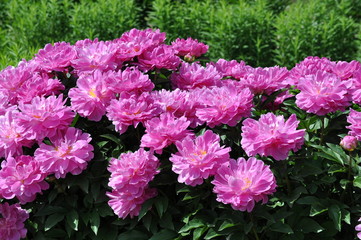 Blooming pink peony flowers in garden