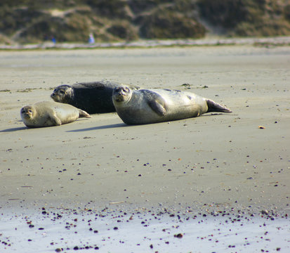 les phoques de la baie de somme en picardie