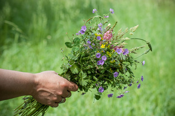 Fototapeta na wymiar closeup of savage flowers bouquet in hand of woman in a meadow