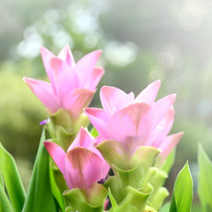 Fototapeta premium Siam tulip flower with sun flare, soft focus.