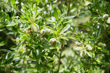 Obraz premium olive branches in the sun