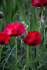 vibrant red poppies in meadow