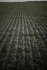 Pampas, Pattern, Shoots, business, economy, 