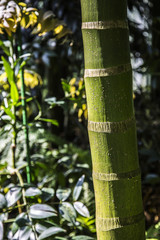 Obraz premium bamboo stem with flowery background
