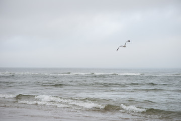 Seagull in flight over ocean