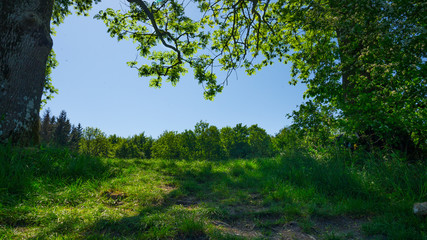 Fototapeta premium Green Meadow in spring on a sunny day