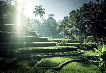 Tegalalang rice terrace, Bali, Indonesia - obrazy, fototapety, plakaty