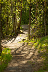 Pathway in forest at summer day nature background