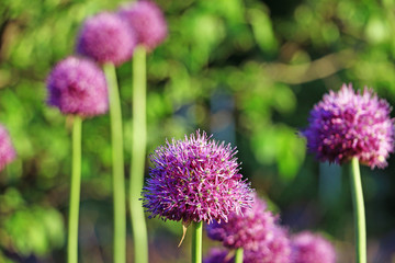 flowering decorative bow on the lawn