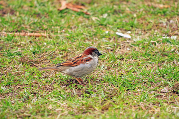little sparrow on the lawn