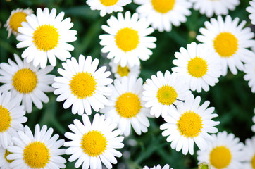 Daisy flowers on a green blurry background. Dark tones. Meadow flowers. Summer time. Summer and...