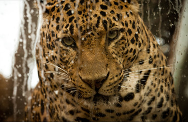 the leopard behind the glass