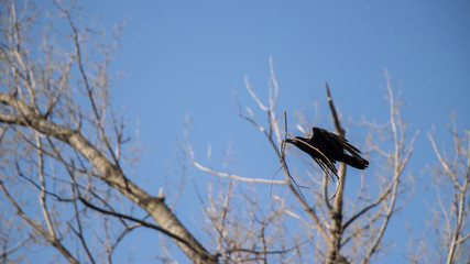 A crow with a branch