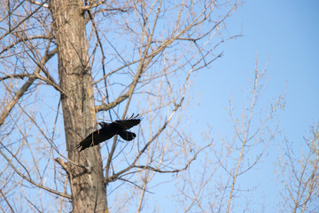 Flying crow with branch