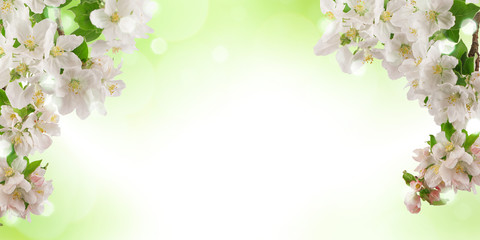 Fresh bright spring background design with apple blossom flowers and leaves