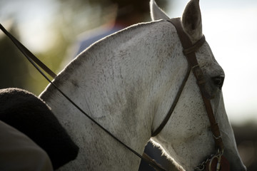 Cropped view of a horse.