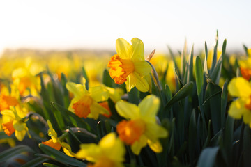 Obraz premium Yellow with an orange cup daffodils in the field. South Holland, Netherlands
