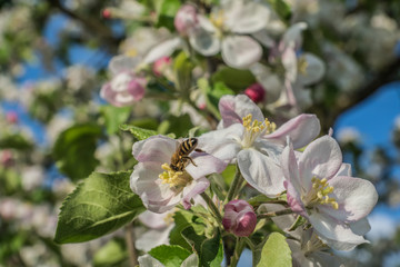 Biene auf Apfelblüte