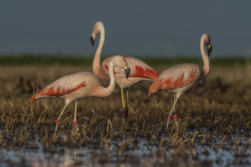 Flamigos , in Pampas Landscape, Argentina