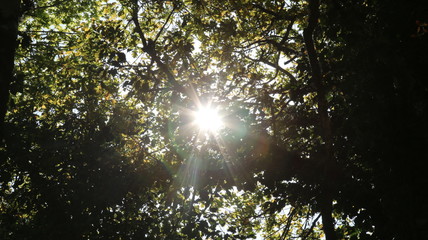 Sol. Sunny. Nature