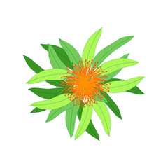 Eucalyptus . Isolated eucalyptus on white background.