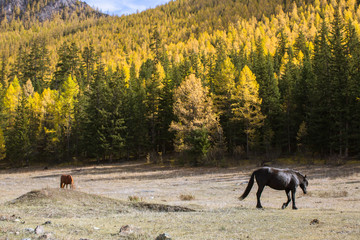 Horses grazing on the lawn in the Altai Mountains, Russia.