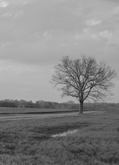 Tree in B&W field