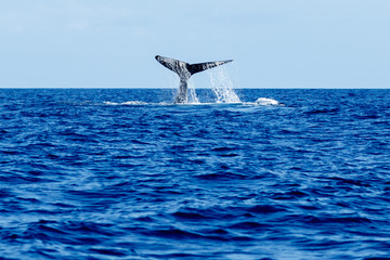 Fototapeta premium Humpback whale tail slapping.