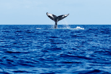 Fototapeta na wymiar Humpback whale tail slapping.