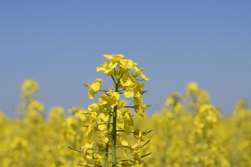 Rapeseed field. Yellow rape flowers, field landscape. Blue sky and rape on the field