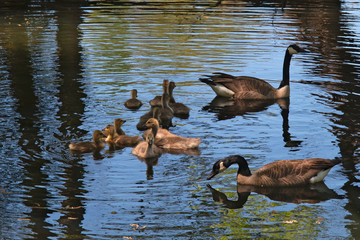 Geese and Goslings 1625